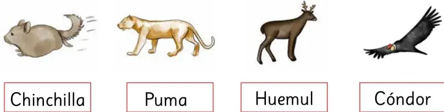 Ilustraciones de una chinchilla, un puma, un huemul y un cóndor, cada una con su nombre en un recuadro.