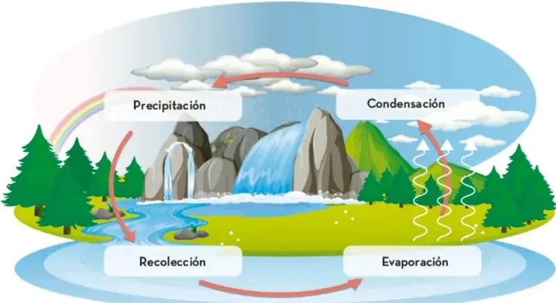 Infografía del ciclo hidrológico: paisaje con montañas, río, lago, árboles y nubes. Flechas rojas indican el recorrido del agua con las etiquetas Precipitación, Condensación, Evaporación y Recolección.