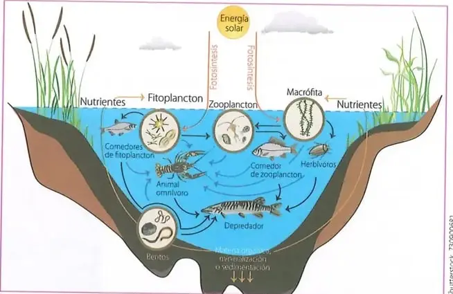 Figura 2 de Ciencias Naturales 8° · Egb 8 Ciencias Naturales 2025 · 2025