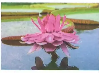Fotografía de una flor de loto sobre el agua.