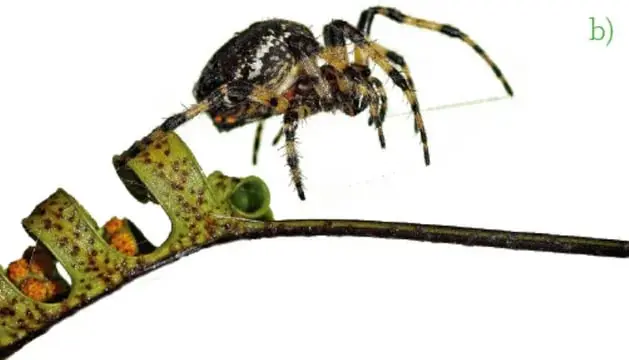 Fotografía de una araña oscura posada sobre una ramita con hojas verdes, ilustrando el tipo de organismos pequeños observados en el terreno.