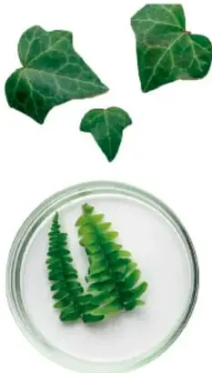 Hojas de hiedra verde y un frasco con un helecho pequeño.