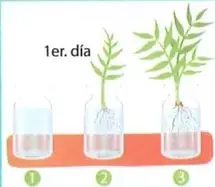 Ilustración de una experiencia con tres botellas: una sin planta, una con una planta de pocas hojas y otra con una planta de muchas hojas.