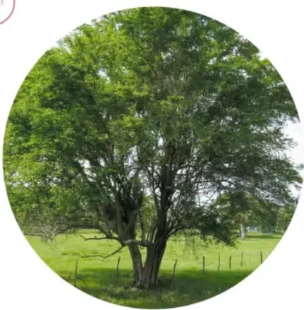Fotografía de un árbol frondoso de palo de Campeche en un campo verde.