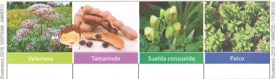 Imágenes de las plantas valeriana, tamarindo, suelda consuelda y paico.