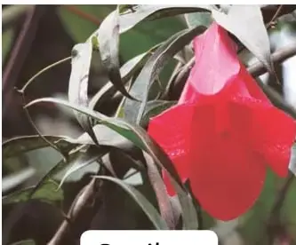 Fotografía de un copihue: enredadera con una flor roja colgante en forma de campana.