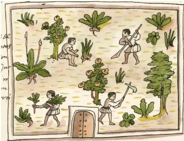 Ilustración estilo códice colonial que muestra a varios personajes indígenas trabajando la tierra con instrumentos agrícolas, rodeados de plantas, árboles frutales y una construcción con puerta.