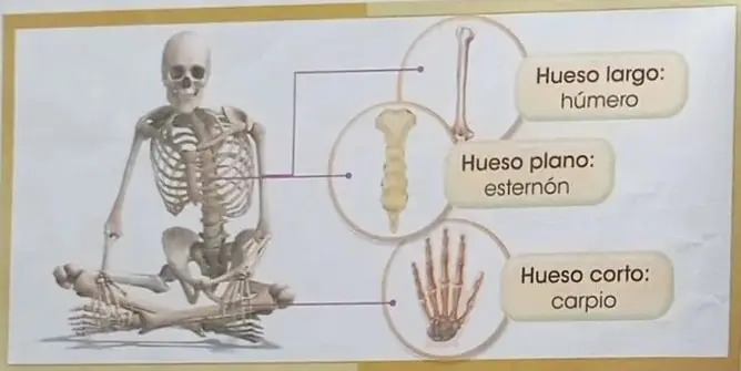 Ilustración de la articulación de la rodilla con fémur, tibia y rótula.