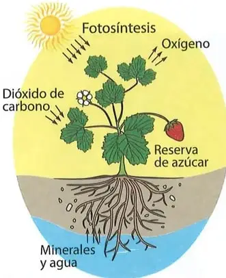 Figura 4 de Ciencias Naturales 7° · 2025