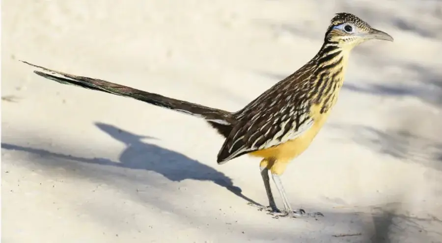 Fotografía de un correcaminos parado sobre arena clara, de perfil, con su cola larga extendida hacia atrás y sombra pronunciada.