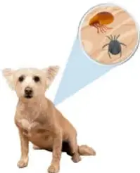 Perro con pulgas y ampliación de una pulga, ejemplo de parasitismo.