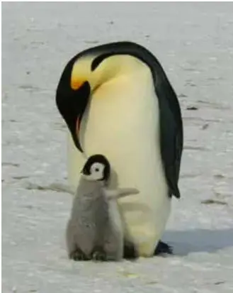 Fotografía de un pingüino Emperador adulto junto a su polluelo sobre el hielo. El adulto es de gran tamaño, con plumaje negro en la espalda y cabeza, blanco en el pecho y amarillo brillante en el cuello; el polluelo es pequeño y de plumón gris.