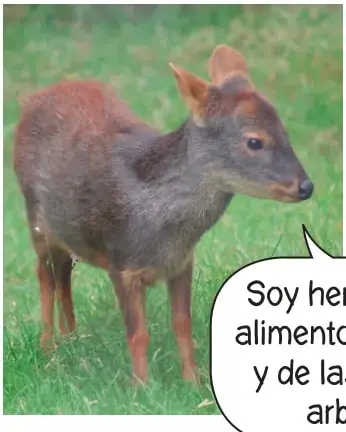 Fotografía de un pudú de pie sobre el pasto, junto a un globo de diálogo que dice: «Soy herbívoro, me alimento de hierbas y de las hojas de arbustos». A la derecha hay líneas para escribir la respuesta.