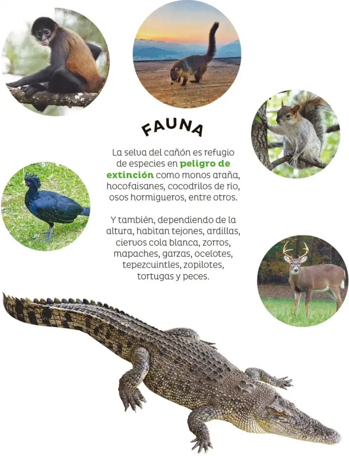 Figura 1 de Múltiples lenguajes. Libro de Educación Primaria Grado 4° Ciclo Escolar 2025 - 2026