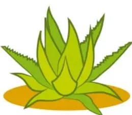 Ilustración de una planta suculenta o aloe verde sobre un óvalo amarillo.