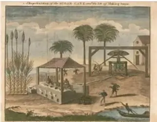 Grabado antiguo que muestra la explotación de la caña de azúcar en el Caribe, con trabajadores y estructuras de trapiche.