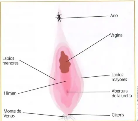 Diagrama de la anatomía sexual femenina externa, con etiquetas para el ano, la vagina, los labios mayores, los labios menores, el himen, el monte de Venus, el clítoris y la abertura de la uretra.