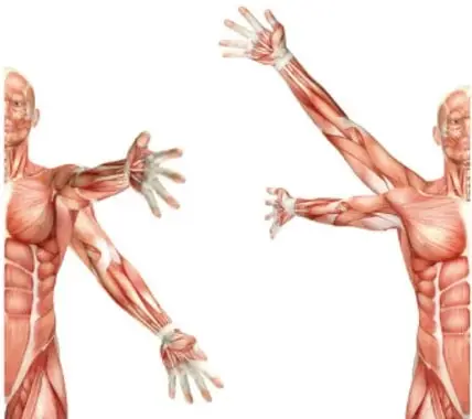 Ilustración de figuras humanas con musculatura visible mostrando la extensión de los brazos separados del cuerpo