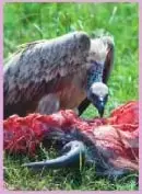 Buitre alimentándose de un animal muerto, como ejemplo de comensalismo.