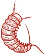 Ilustración de un insecto larva o gusano con segmentos, dibujado en línea roja.