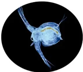 Organismo microscópico translúcido de color azul sobre fondo negro, probablemente un protozoario.