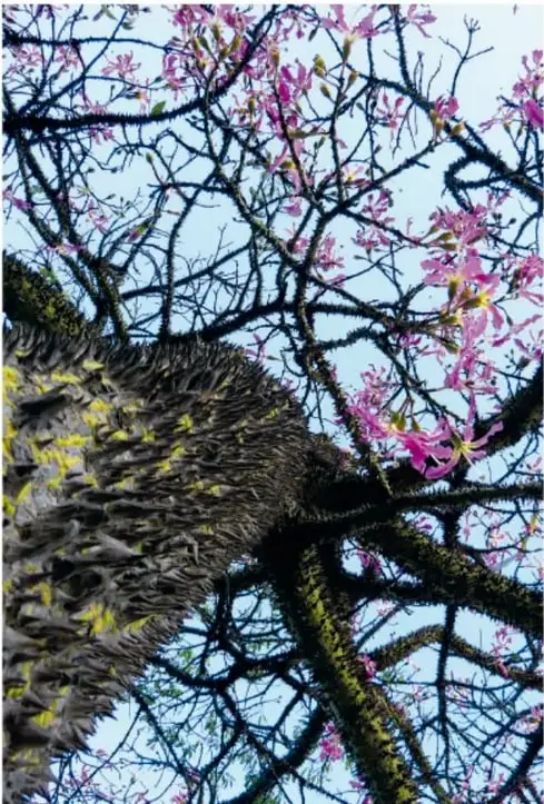 Fotografía de una ceiba de tronco ancho y copa amplia en un paisaje tropical.