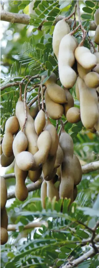 Árbol de tamarindo con muchas vainas colgantes entre hojas verdes.