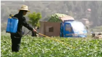 Trabajador aplicando pesticidas en un campo de cultivo con equipo de mochila.