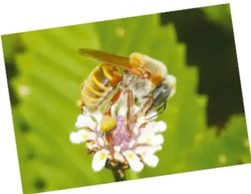 Fotografía de una abeja posada sobre una flor blanca, polinizando.