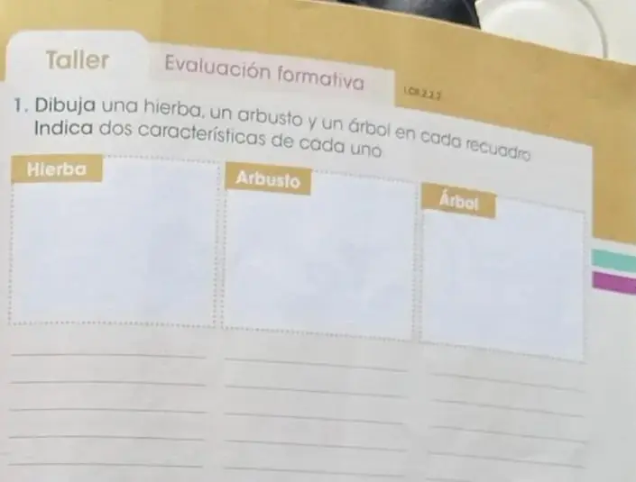 Tres recuadros vacíos etiquetados Hierba, Arbusto, Árbol con líneas para escribir.