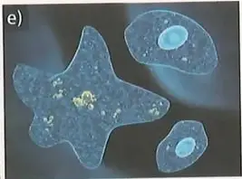 Figura 3 de Ciencias Naturales 8° · Egb 8 Ciencias Naturales 2025 · 2025
