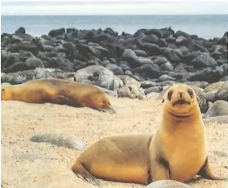 Fotografía de lobos marinos descansando en una playa. El pie de foto señala que no encuentran alimento en aguas muy cálidas.
