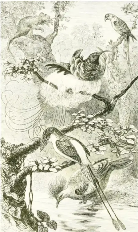 Grabado en blanco y negro estilo antiguo con varias aves (loro, colibríes, pájaros de cola larga) posadas entre ramas y un mono en un árbol.