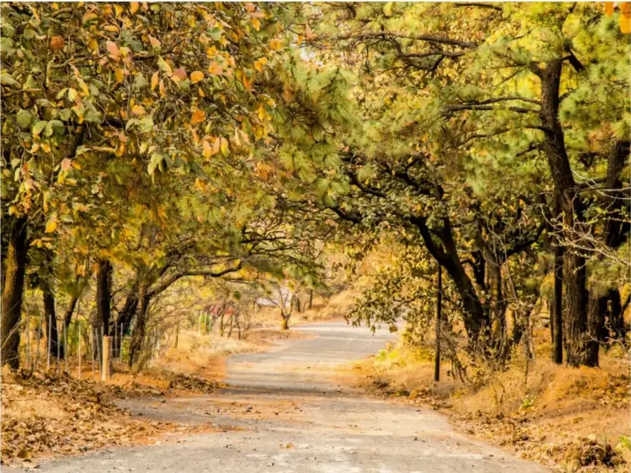 Fotografía de un sendero en un bosque con árboles altos de hojas verdes y amarillas, que ilustra el Bosque de la Primavera.