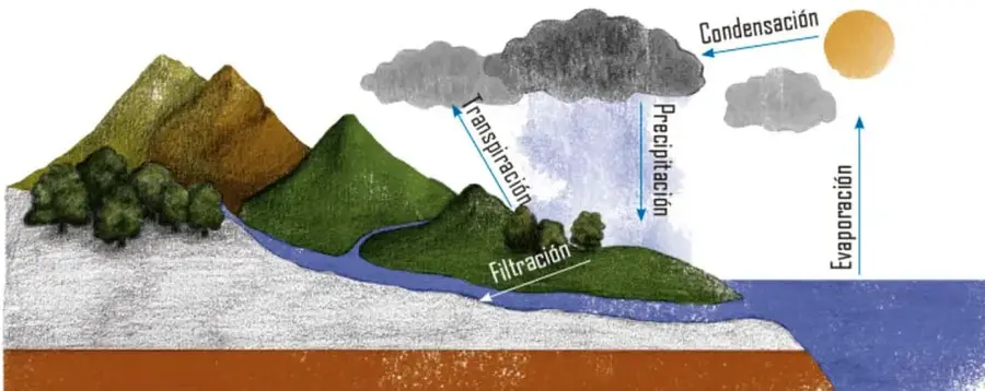 Diagrama ilustrado del ciclo del agua con montañas, mar y nubes; etiqueta los procesos evaporación, condensación, precipitación, transpiración y filtración. Crédito: Rosana Mesa Zamudio, Puebla.