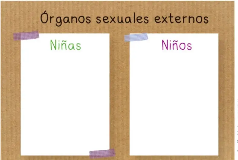 Cartón con dos hojas blancas pegadas, título "Órganos sexuales externos" en la parte superior, y las palabras "Niñas" y "Niños" en cada hoja.