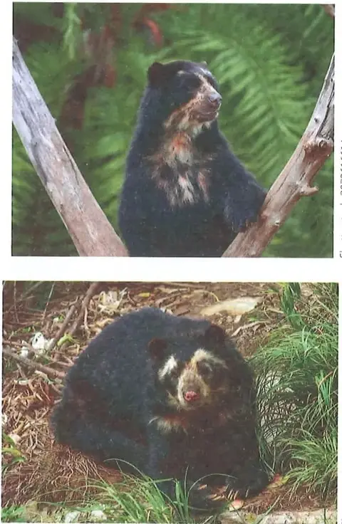 Fotografía de un oso de anteojos en el suelo, entre vegetación.