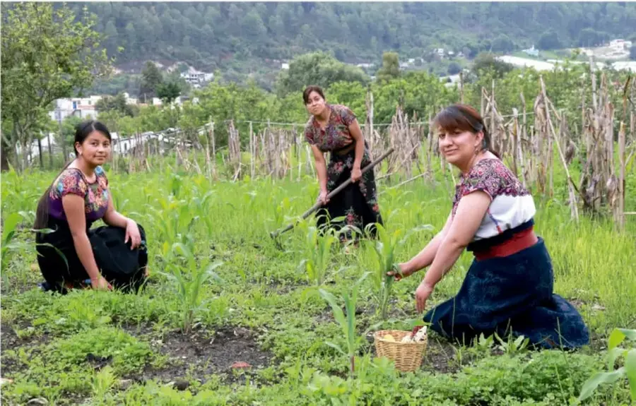 Tres mujeres trabajando en un cultivo de maíz en el campo, con vestimenta tradicional.
