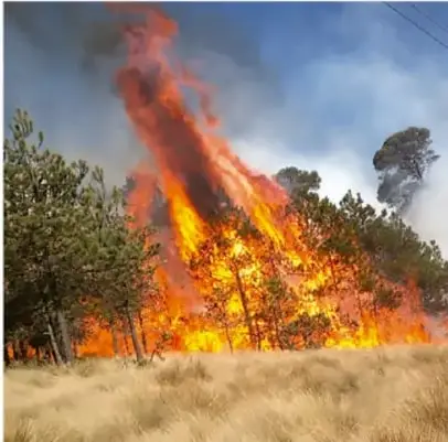Fotografía de un incendio forestal con llamas y humo sobre árboles y vegetación seca.