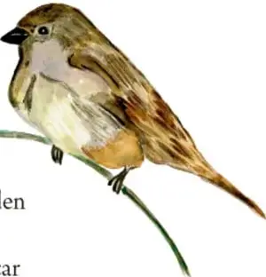 Ilustración de un ave pequeña de color café y blanco posada en una rama.