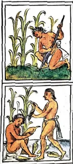 Dos escenas del Códice Florentino que muestran la siembra del maíz: un hombre trabajando la tierra con una coa y otro sembrando.