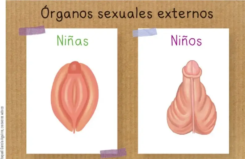 Lámina con el título 'Órganos sexuales externos'. A la izquierda, una hoja con el dibujo de la vulva y la palabra 'Niñas'; a la derecha, una hoja con el dibujo del pene y el escroto y la palabra 'Niños'.