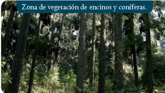 Bosque de encinos y coníferas con niebla.