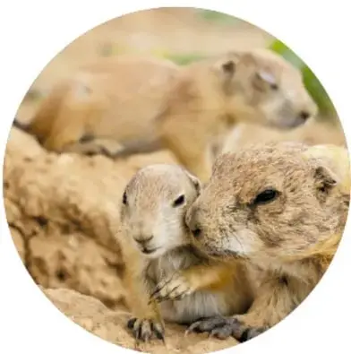 Fotografía circular de una familia de perritos llaneros asomándose desde su madriguera.