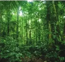 Bosque del Yasuní, con vegetación abundante propia de un entorno cálido y húmedo de la Amazonía.