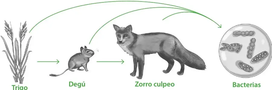 Cadena alimentaria con cuatro eslabones: trigo, degú, zorro culpeo y bacterias, unidos por flechas que muestran el flujo de energía y materia.