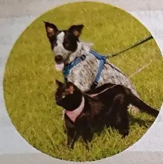 Fotografía de un perro y un gato, relacionada con el cuidado y la protección de los animales.