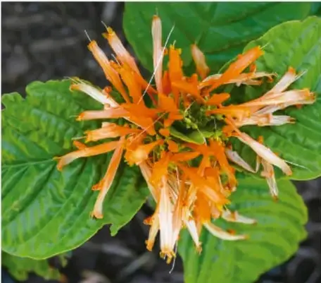 Fotografía de una planta con hojas verdes grandes y flores naranjas alargadas en forma de tubo, probablemente una hierba medicinal.