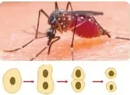 Mosquito Anopheles y esquema de reproducción asexual por bipartición.