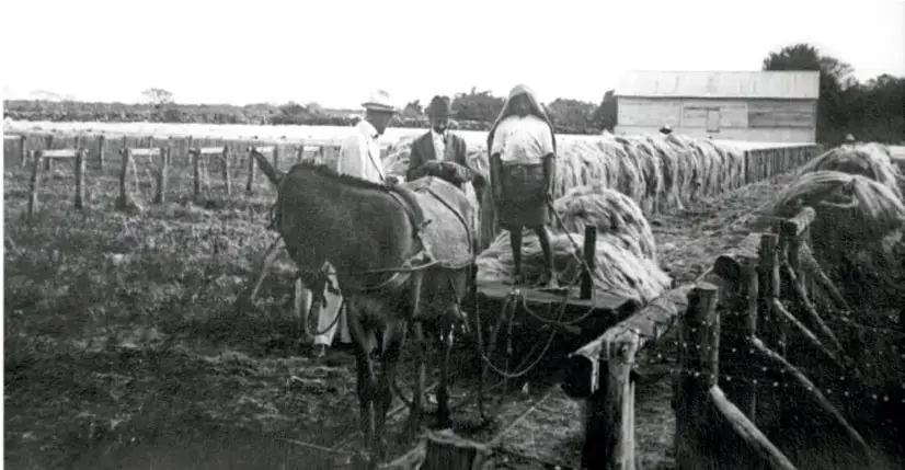 Fotografía en blanco y negro de campesinos trabajando en el campo con caballos y carretas, probablemente en una hacienda durante el Porfiriato.